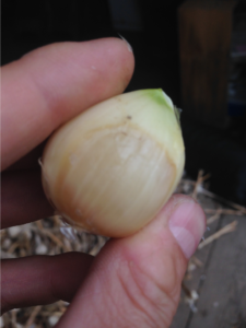 yellowish discoloration on garlic clove