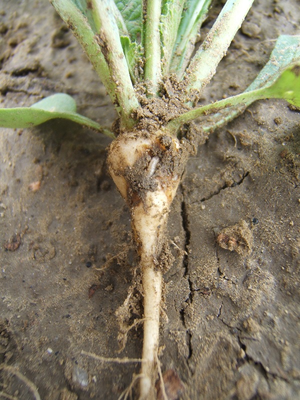 cabbage root maggot photo by UMass Extension Vegetable Program