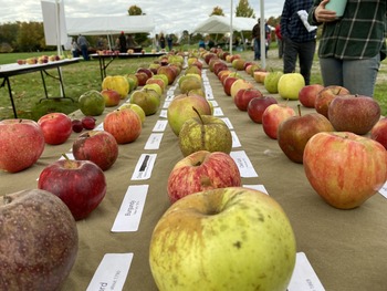 Apple Displays small