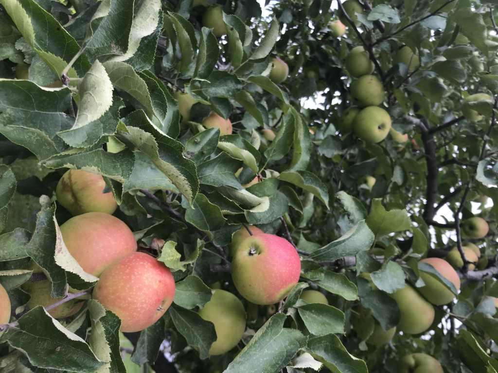 Apples MOFGA north orchard 2 copy