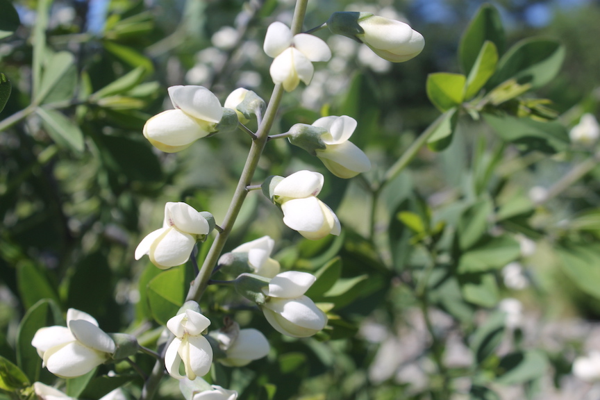 Baptisia leucantha