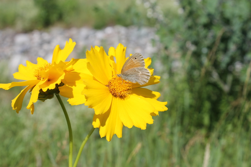 Coreopsis lanceolata