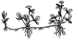 Strawberry runners