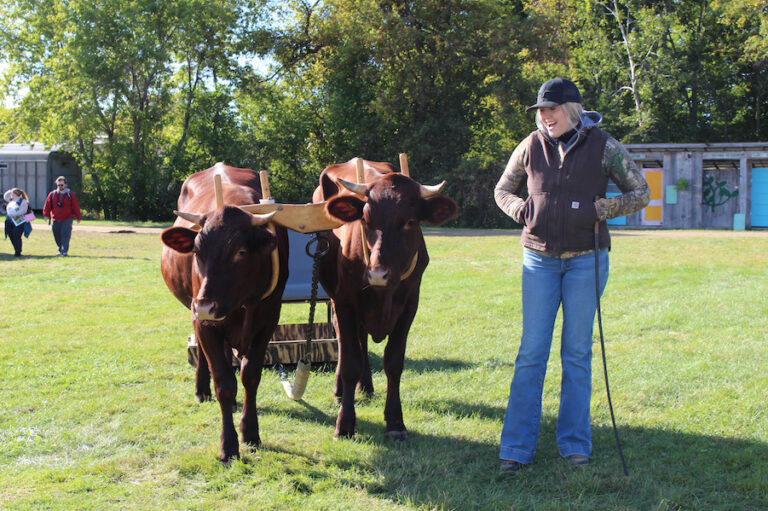 Two brown cow and farmer and the Common Ground Country Fair