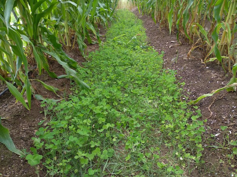 Rogers Farm Forage and Crop Research Facility