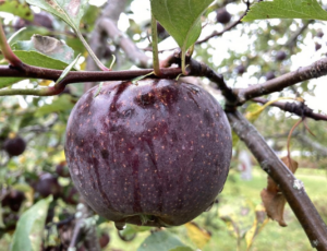 black oxford apple