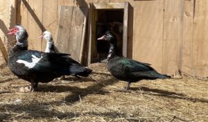 muscovy ducks in a run