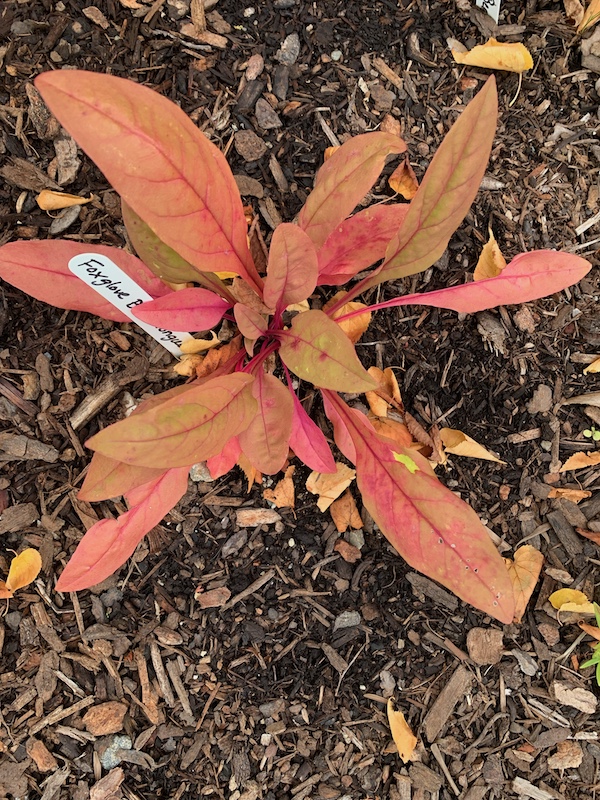 Foxglove planting at the Maine Organic Marketplace