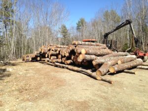 low grade white pine harvest