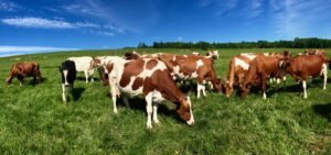 Grazing cows rotate among paddocks at Chases Organic Dairy.
