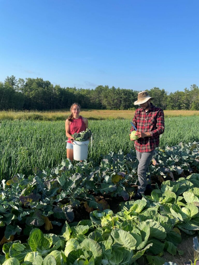 Two farmers harvesting in crop rows