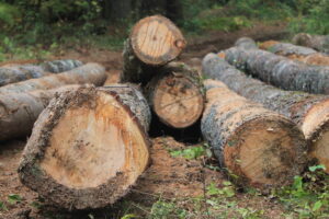 Tree-length logs harvested from MOFGA's woodlot stacked in a pile on the forest floor.