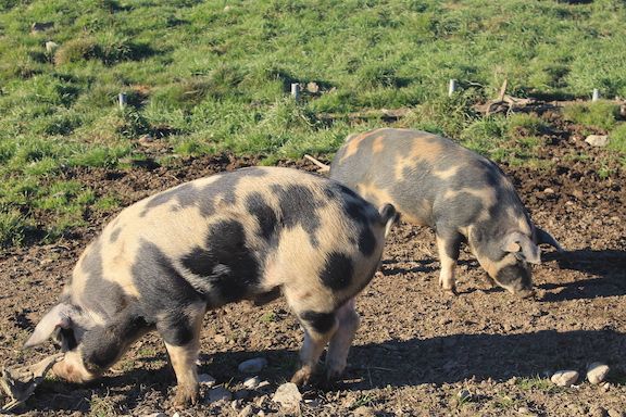 Two black-spotted pigs rooting around in the soil