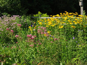 Native perennials in August