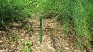 Asparagus beetle decoy made of wooden dowel, painted green and placed in an asparagus bed.