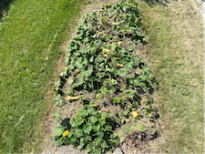 squash your lawn