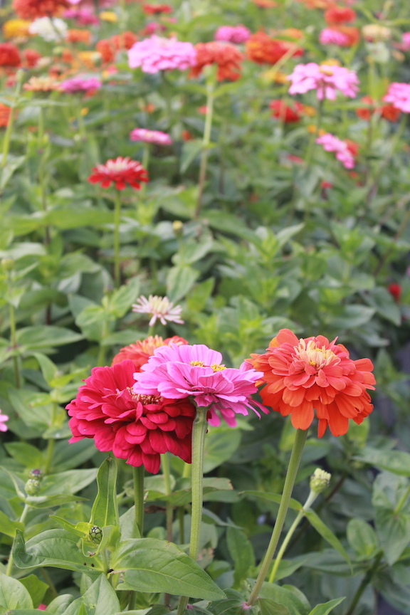 red, pink and orange zinnias blooming in a lush garden patch