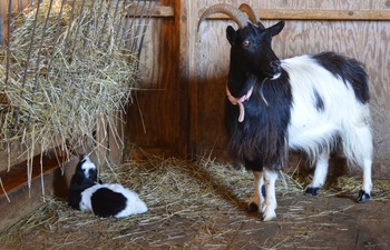 Goat and Kid small