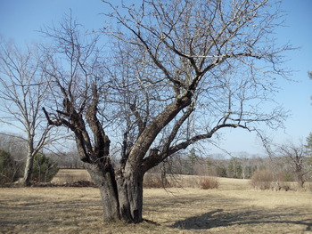 Old Apple Tree small