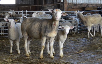 Sheep and lambs small