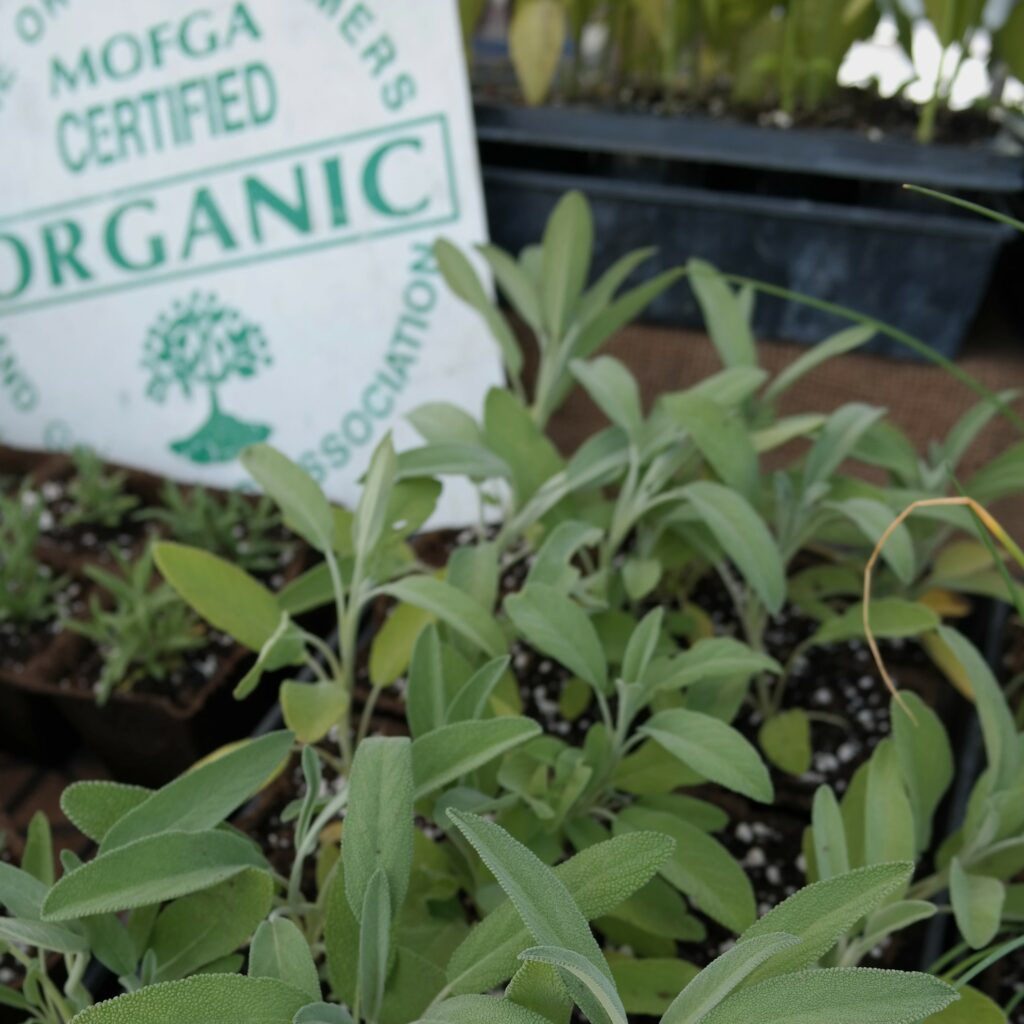 sage seedlings sam