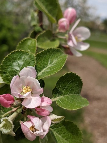 Apple blossoms small