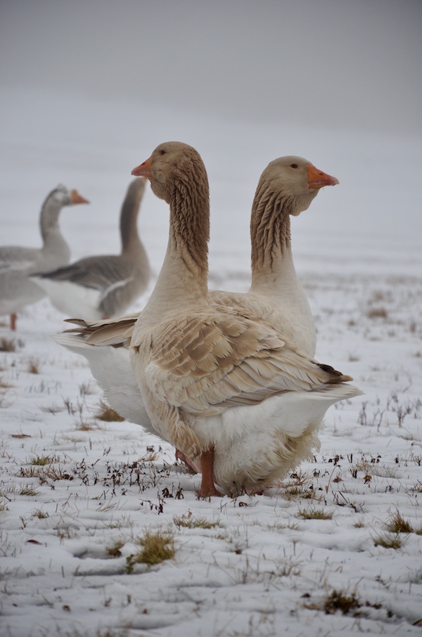 How Long Do Geese Live? (Complete Guide)