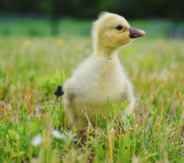 Gosling