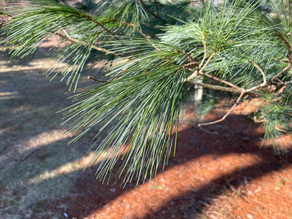 White pine needles.