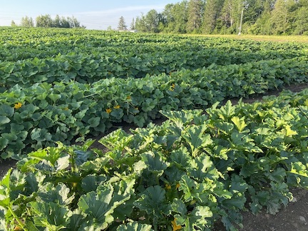 Mount View cucurbit seedlings