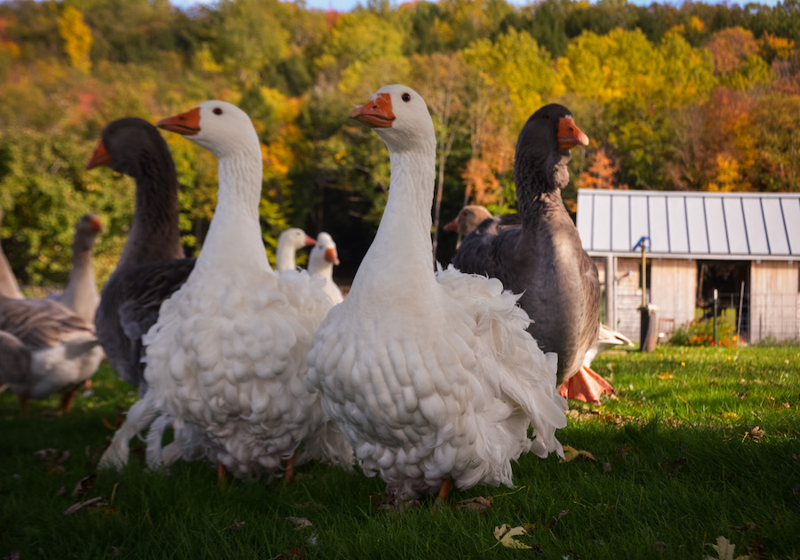 Sebastopol geese