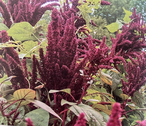 Amaranth