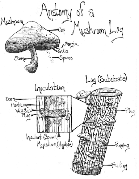 Anatomy of mushroom log