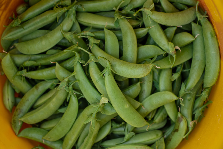 Buckle Farm peas Kobik photo