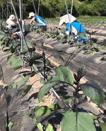 Eggplant 100 Flowers Farm