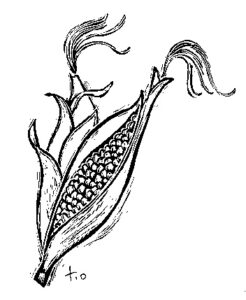 sweetcorn illustration