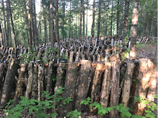 Mushroom yard Marr Pond Farm