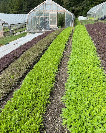 Small Axe Farm greens planting