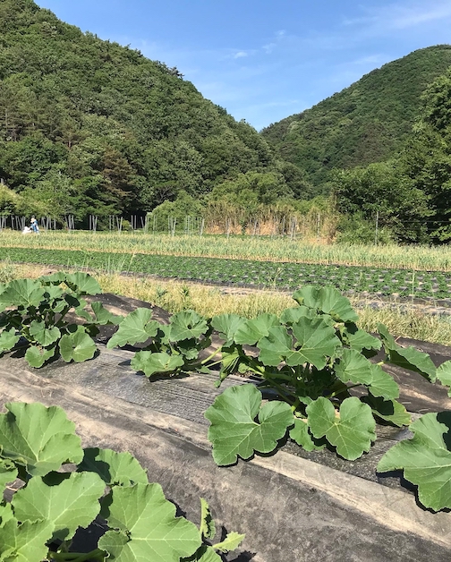 Winter squash 100 Flowers Farm