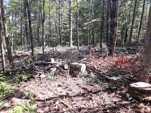 forest harvest