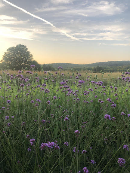 purple top verbena poppies