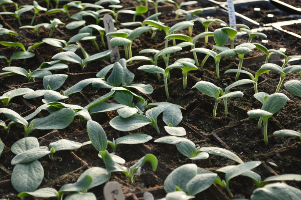 Cucurbit seedlings.