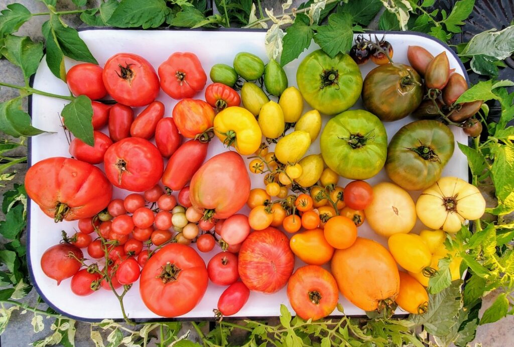 A colorful variety of tomatoes.