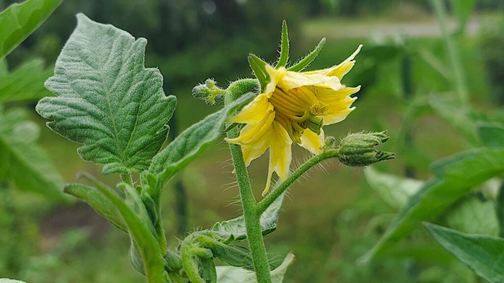 A yellow tomato flower.