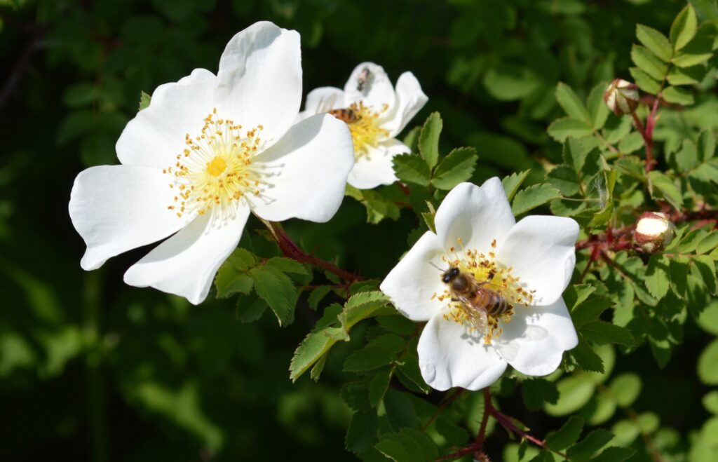 A bee rests on a white flower.