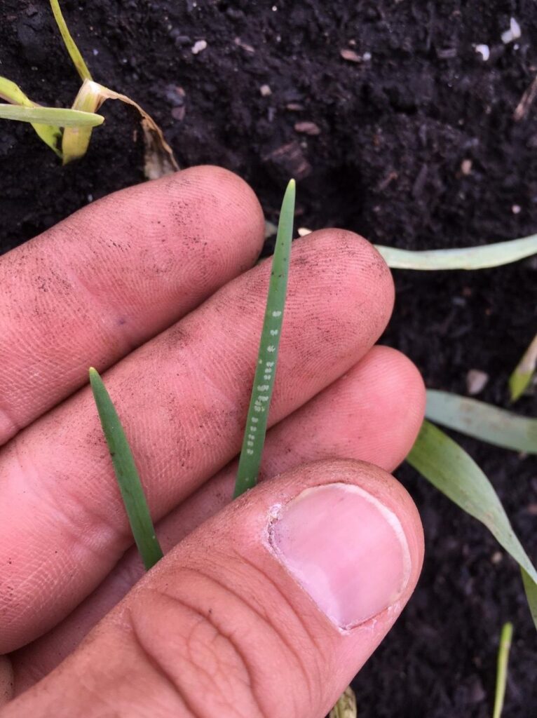 Allium leafminer Ethan Grundberg