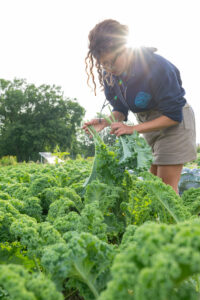 A farmworker bunches curly green kale in a field.