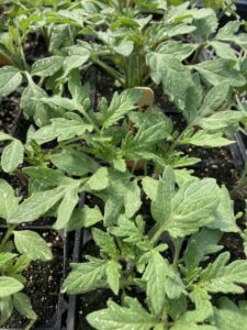 Tender tomato leaf foliage with water droplets.