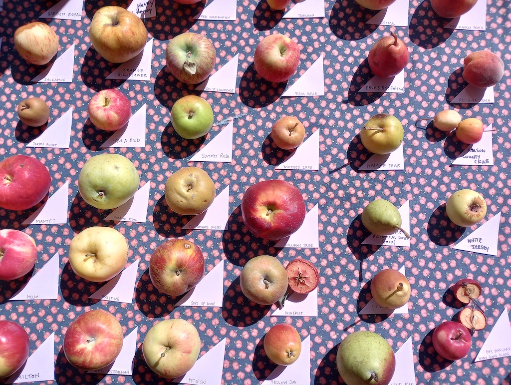 Apples on display with paper labels.