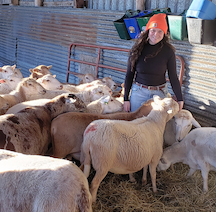 A farmer stands among recently shorn sheep.